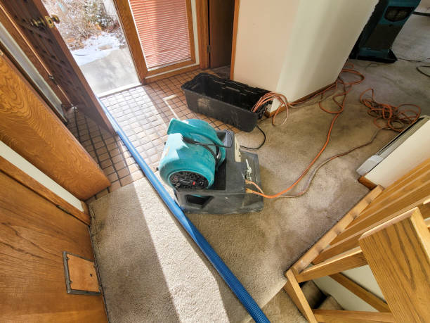 Best Mold removal after water damage  in Riverview, MI