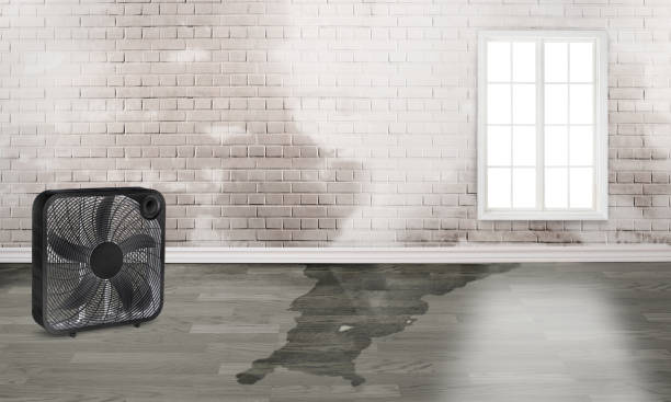 Best Residential water damage restoration  in Riverview, MI